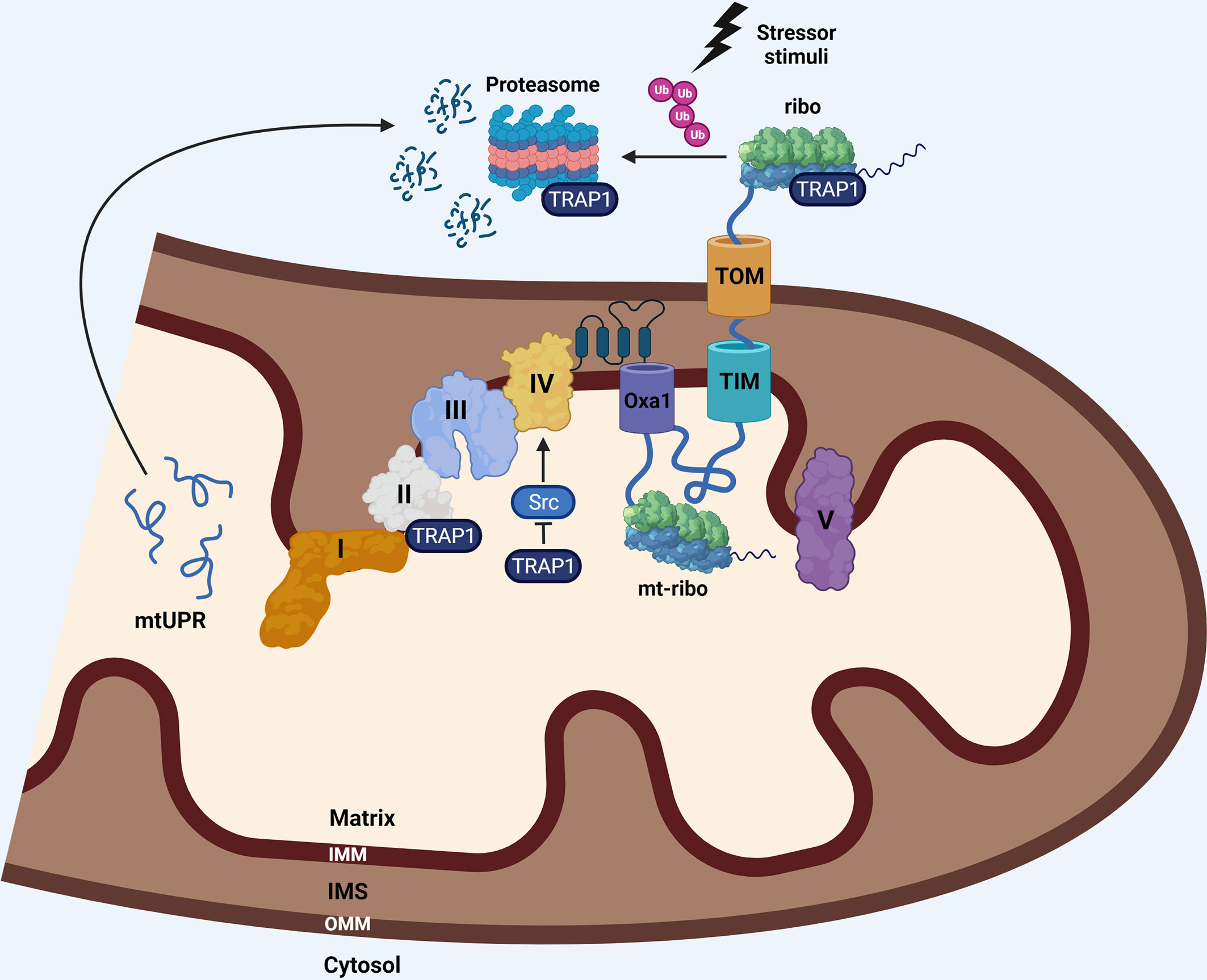 Frontiers Targeting Mitochondrial Protein Expression as a Future