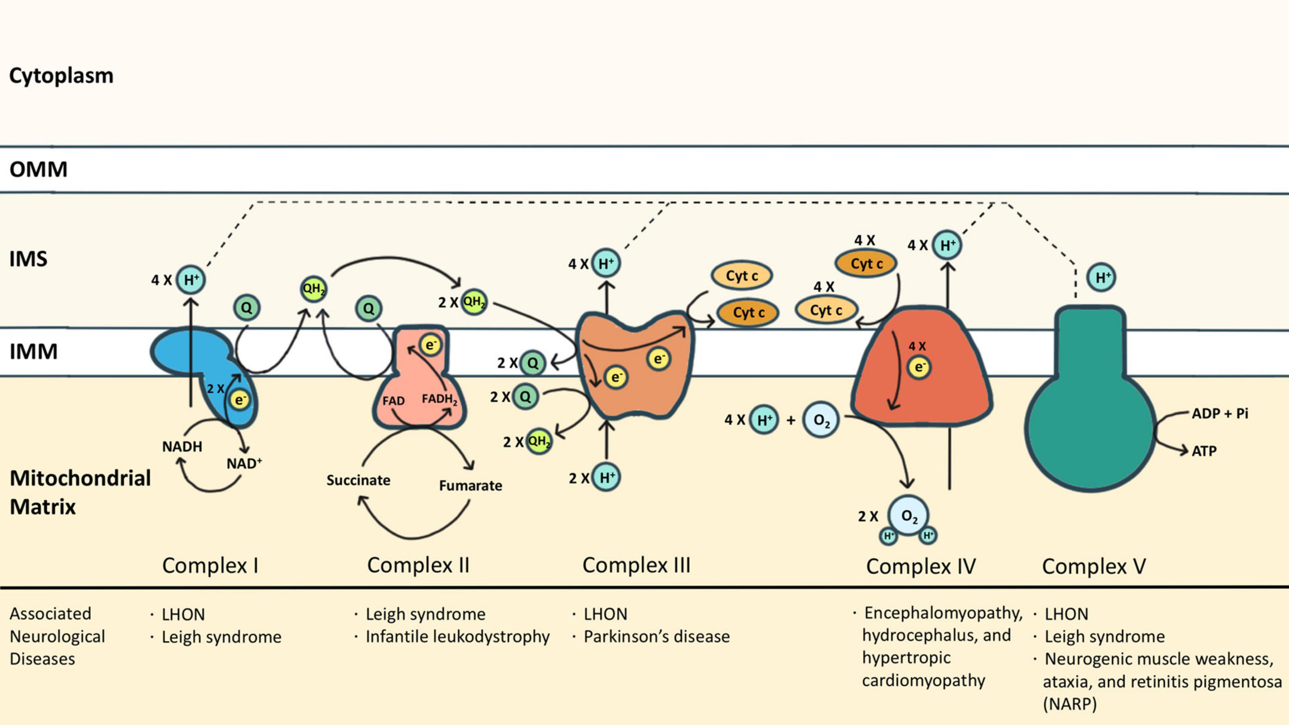 Frontiers  Mitochondrial Function and Parkinson's Disease: From the  Perspective of the Electron Transport Chain
