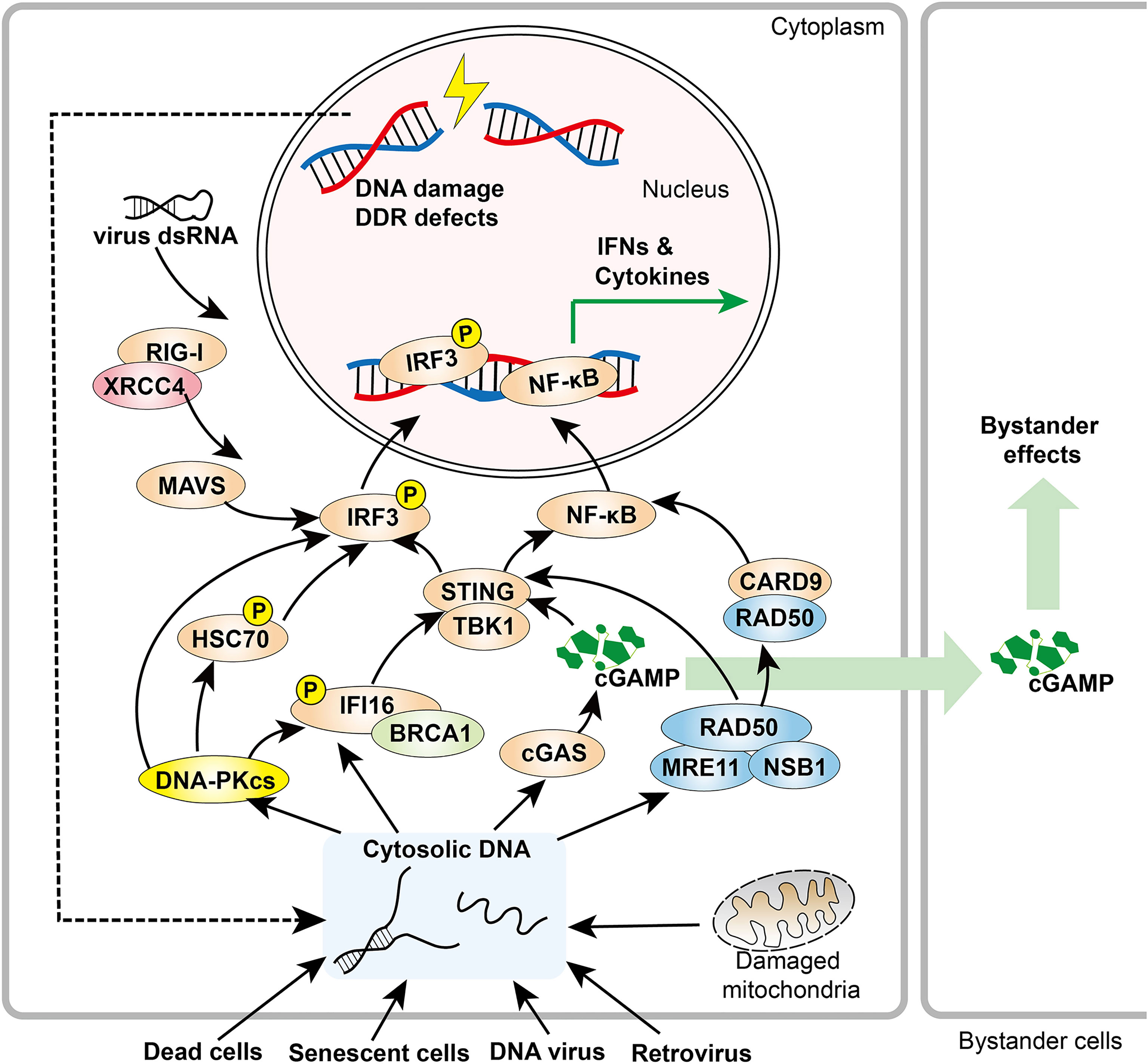 Frontiers  Function and Molecular Mechanism of the DNA Damage