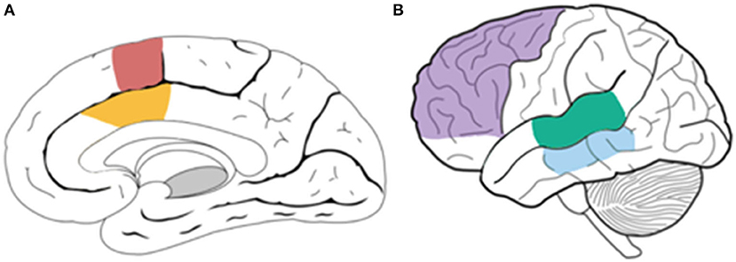 图2 -当我们监测我们的语言时，大脑区域似乎是活跃的。