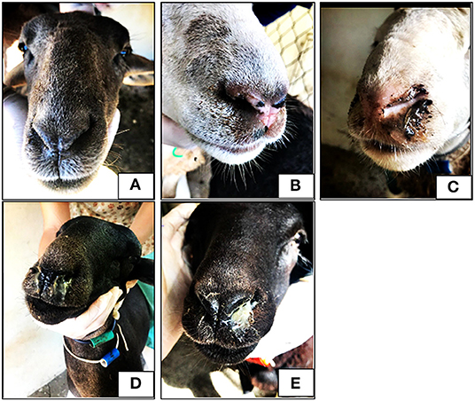 Figure 2 from A CASE OF NASAL MYIASIS DUE TO OESTRUS OVIS ( NASAL BOT FLY )  IN A NELLORE SHEEP