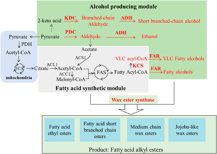 Fatty acid ester. Branched ketoacid dehydogenase deficiency. The scheme of Transportation of fatty acids in the Blood. Alcohols and esters in Biology.