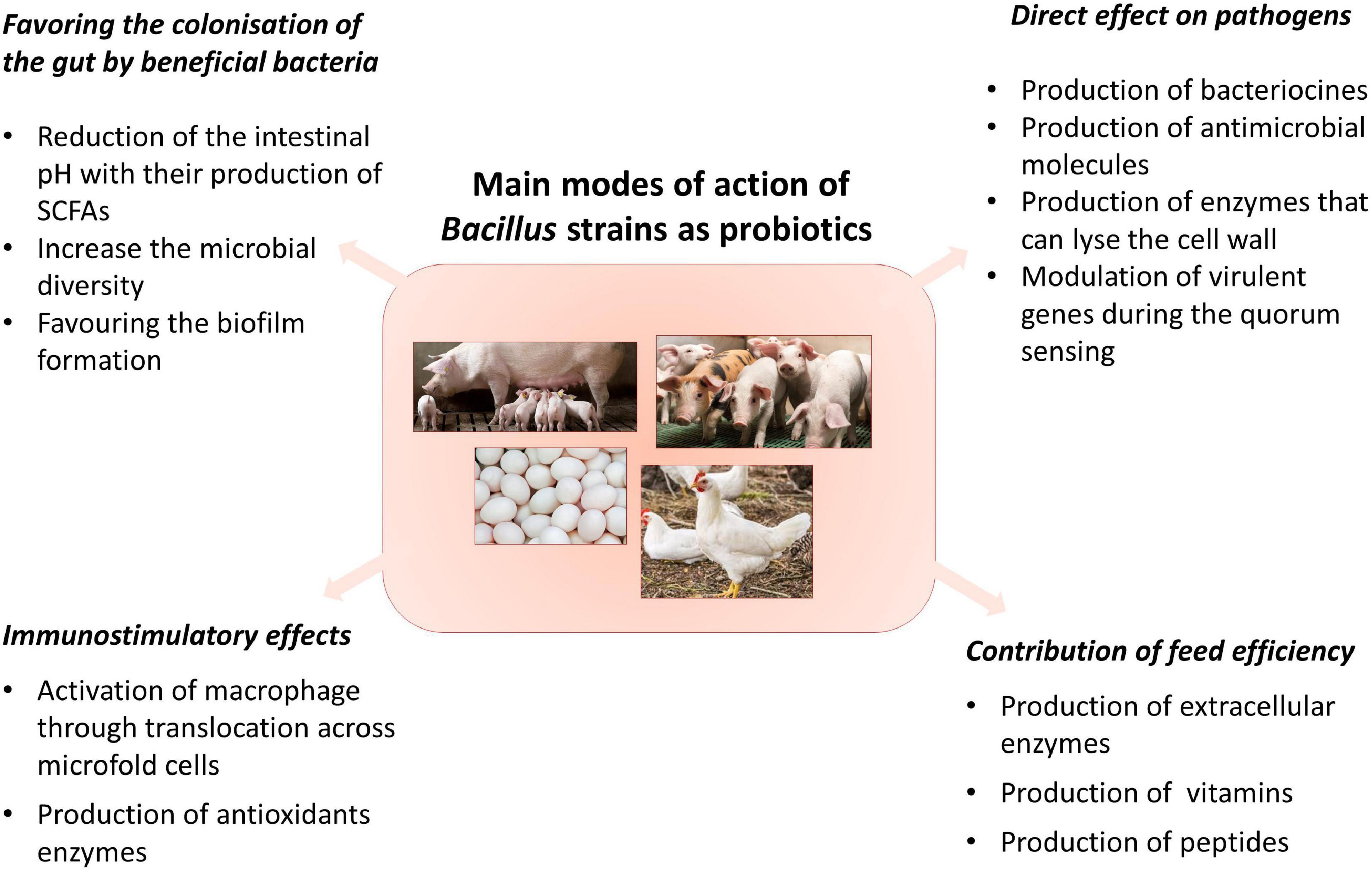 Frontiers Bacillus Spp Probiotic Strains As A Potential Tool For 