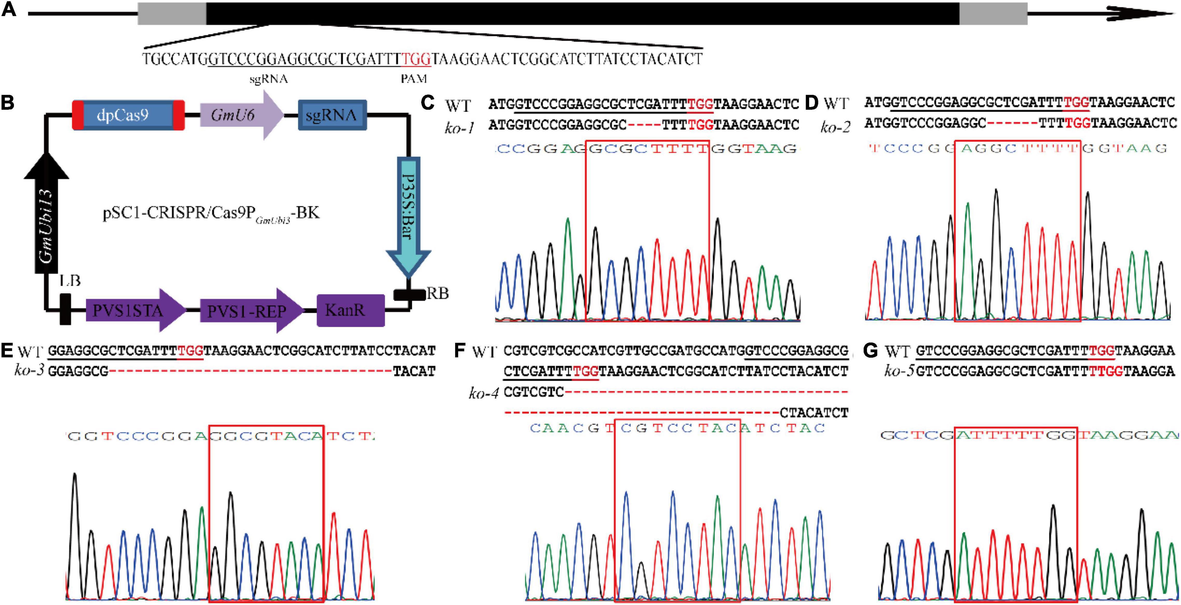 Frontiers | CRISPR/Cas9-Mediated Targeted Mutagenesis of GmUGT 