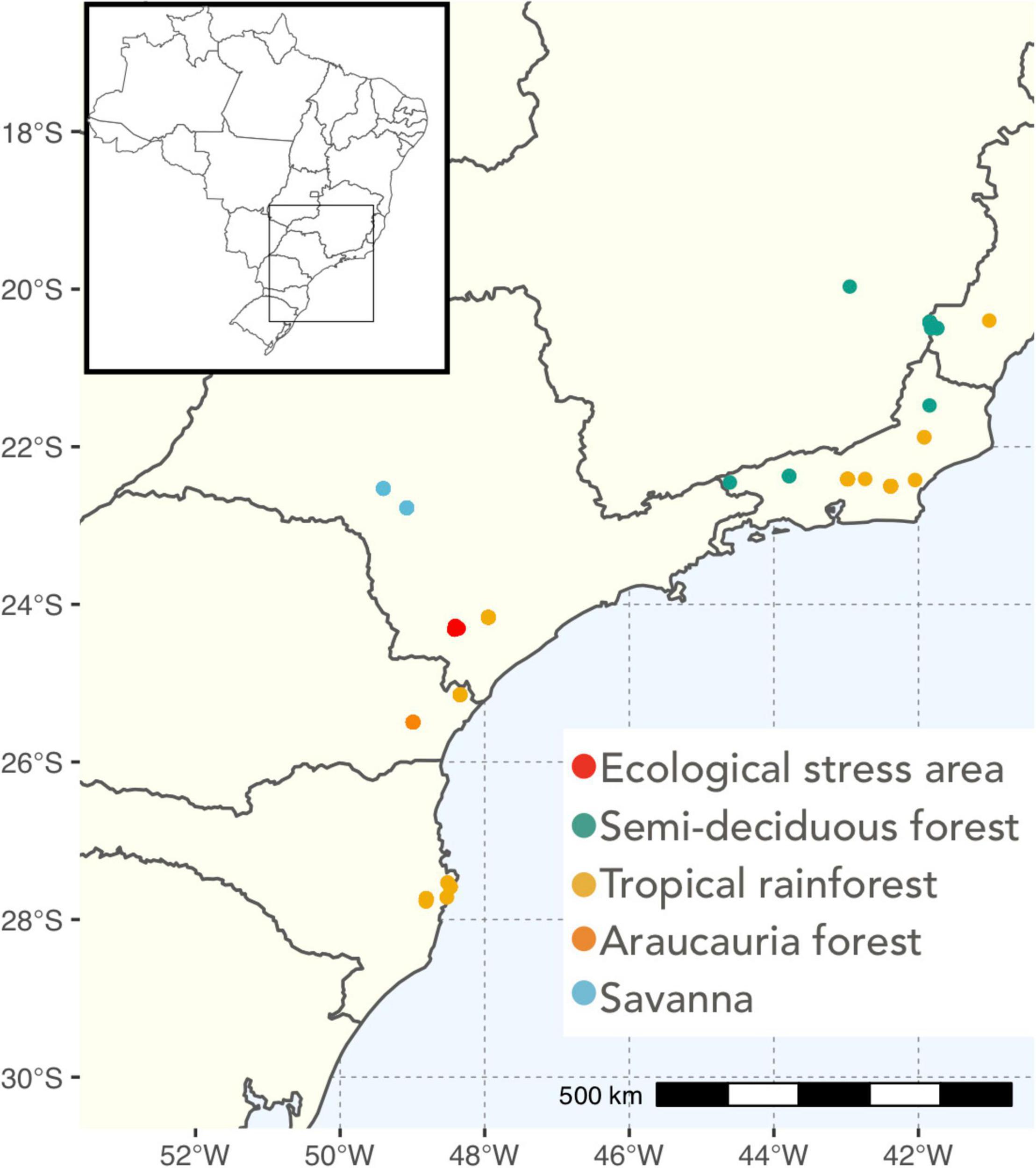 Hidden destruction of older forests threatens Brazil's Atlantic Forest and  challenges restoration programs