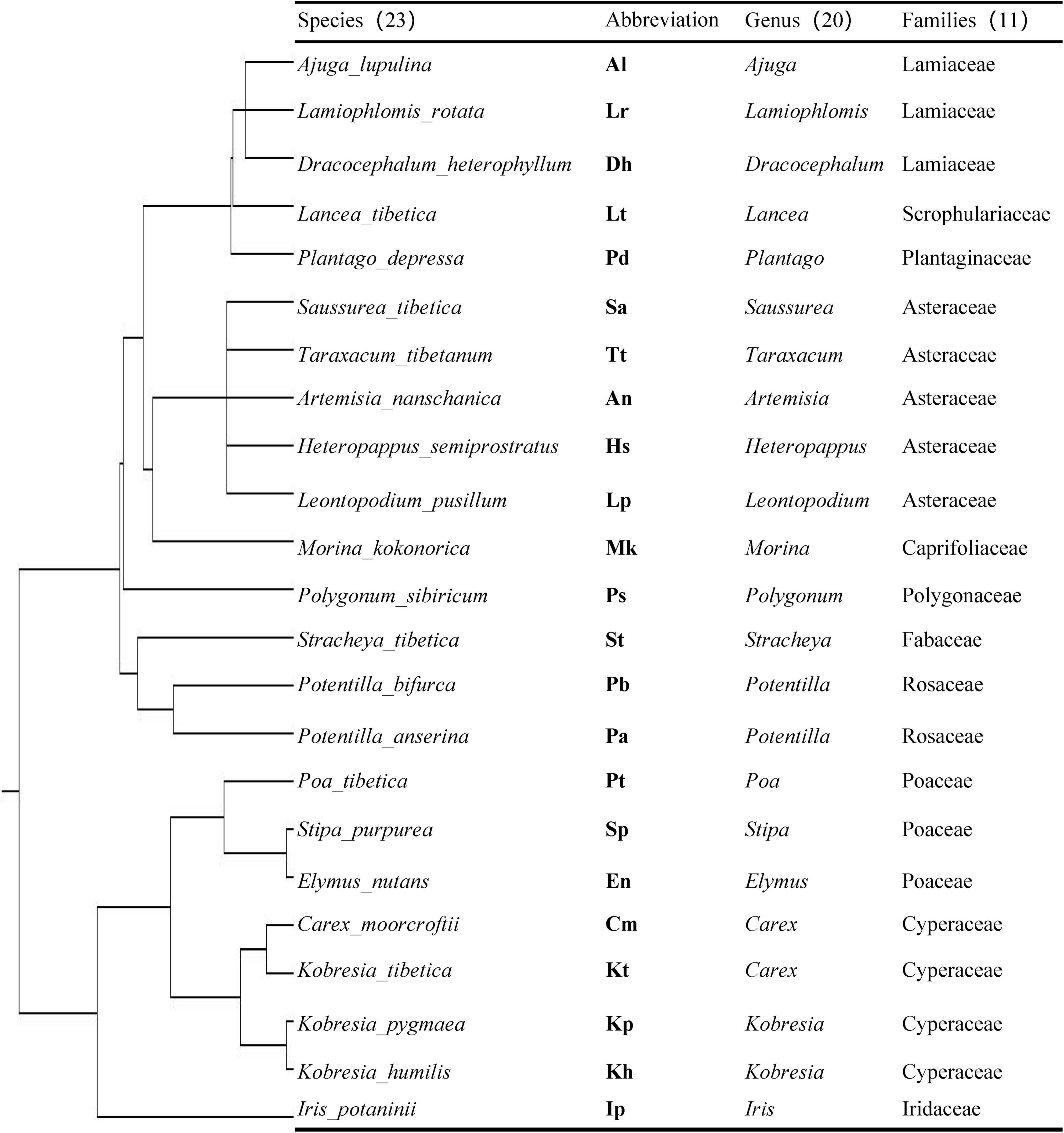Frontiers | Phylogenetic and Symbiotic Network the Interdependence Between Plants and Arbuscular Mycorrhizal Fungi in a Tibetan Alpine Meadow