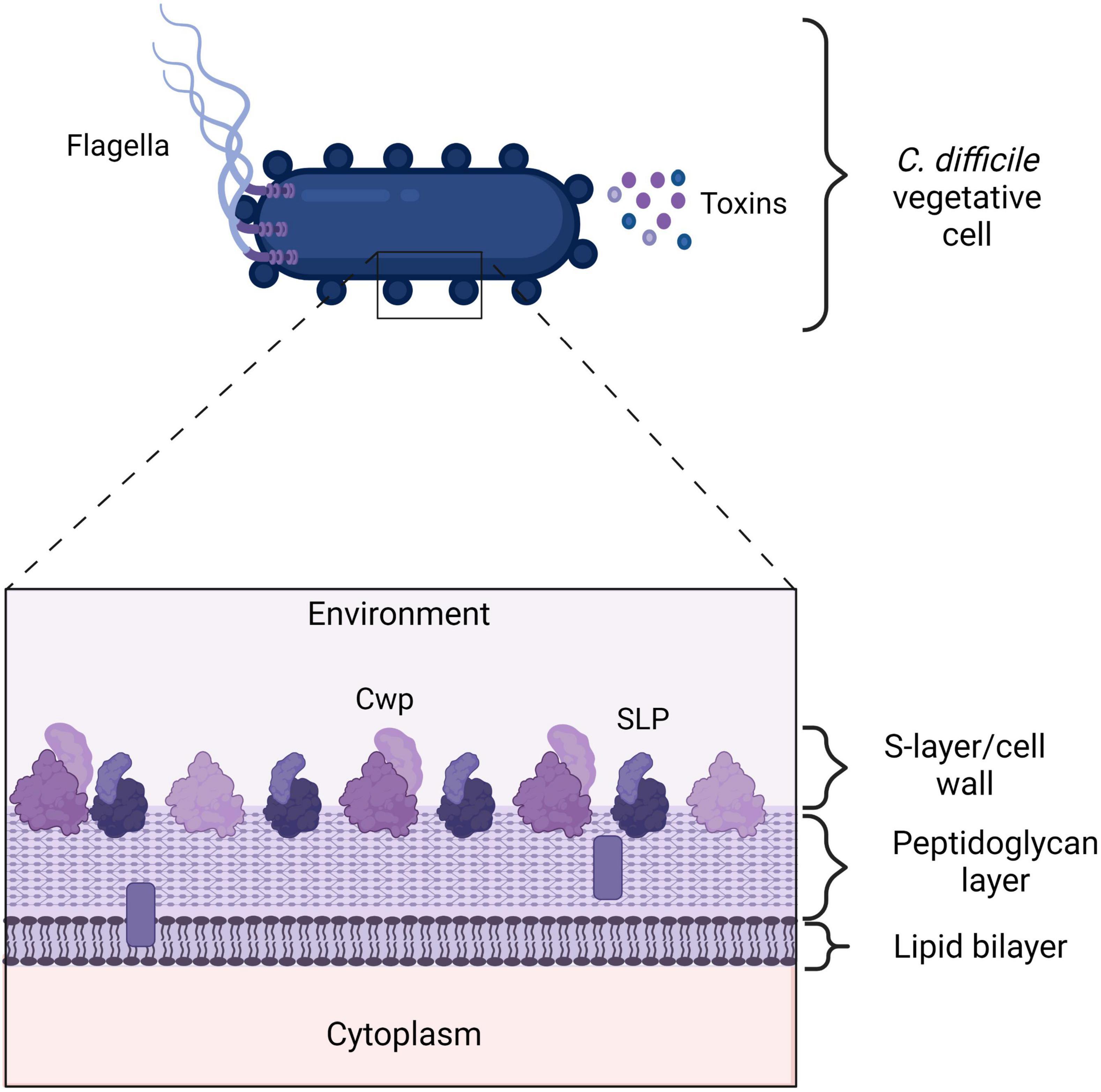 gardia crypto o&p culture c-diff toxin calprotectin