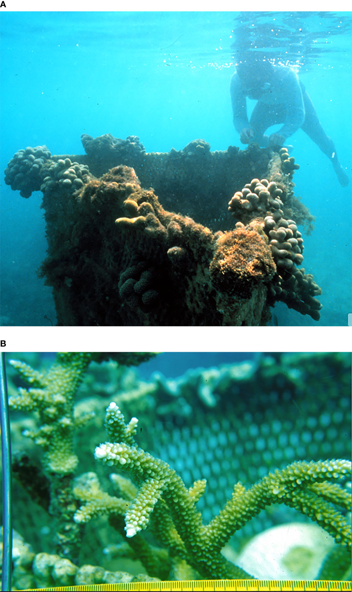 Frontiers  Coral Reef Electrotherapy: Field Observations