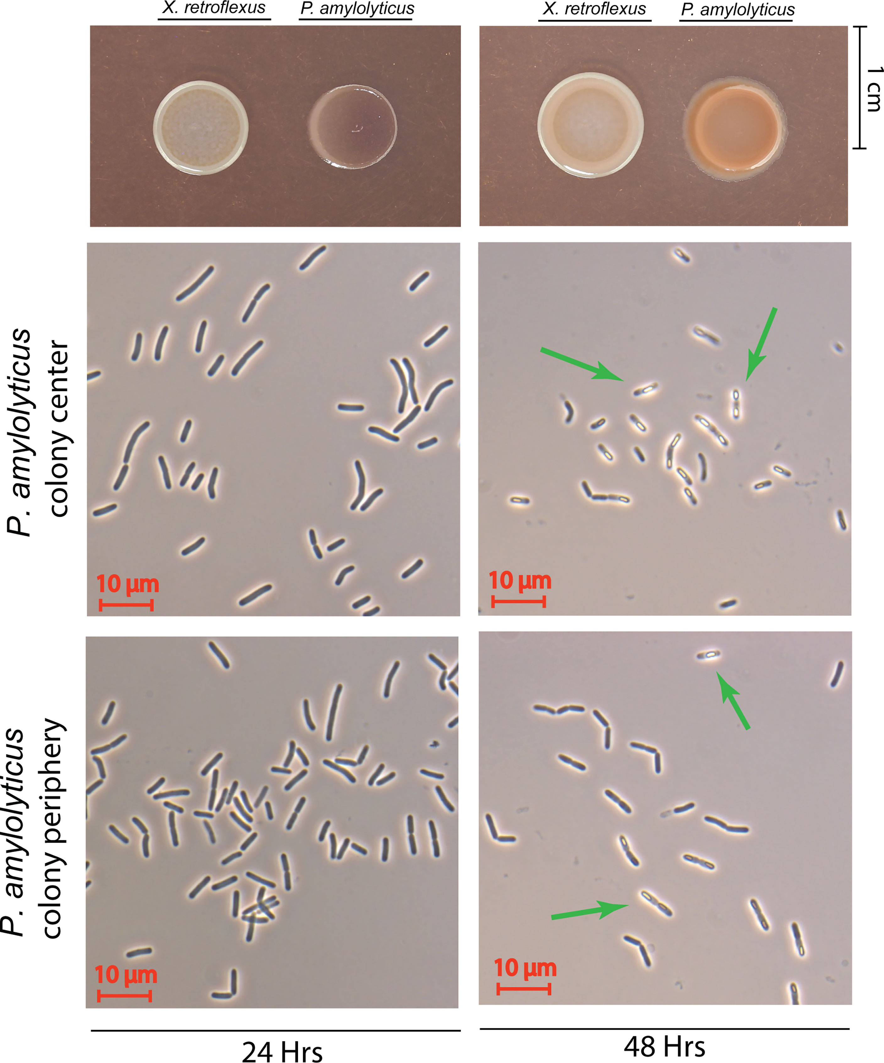 Frontiers  Metabolic Profiling of Interspecies Interactions During Sessile  Bacterial Cultivation Reveals Growth and Sporulation Induction in  Paenibacillus amylolyticus in Response to Xanthomonas retroflexus