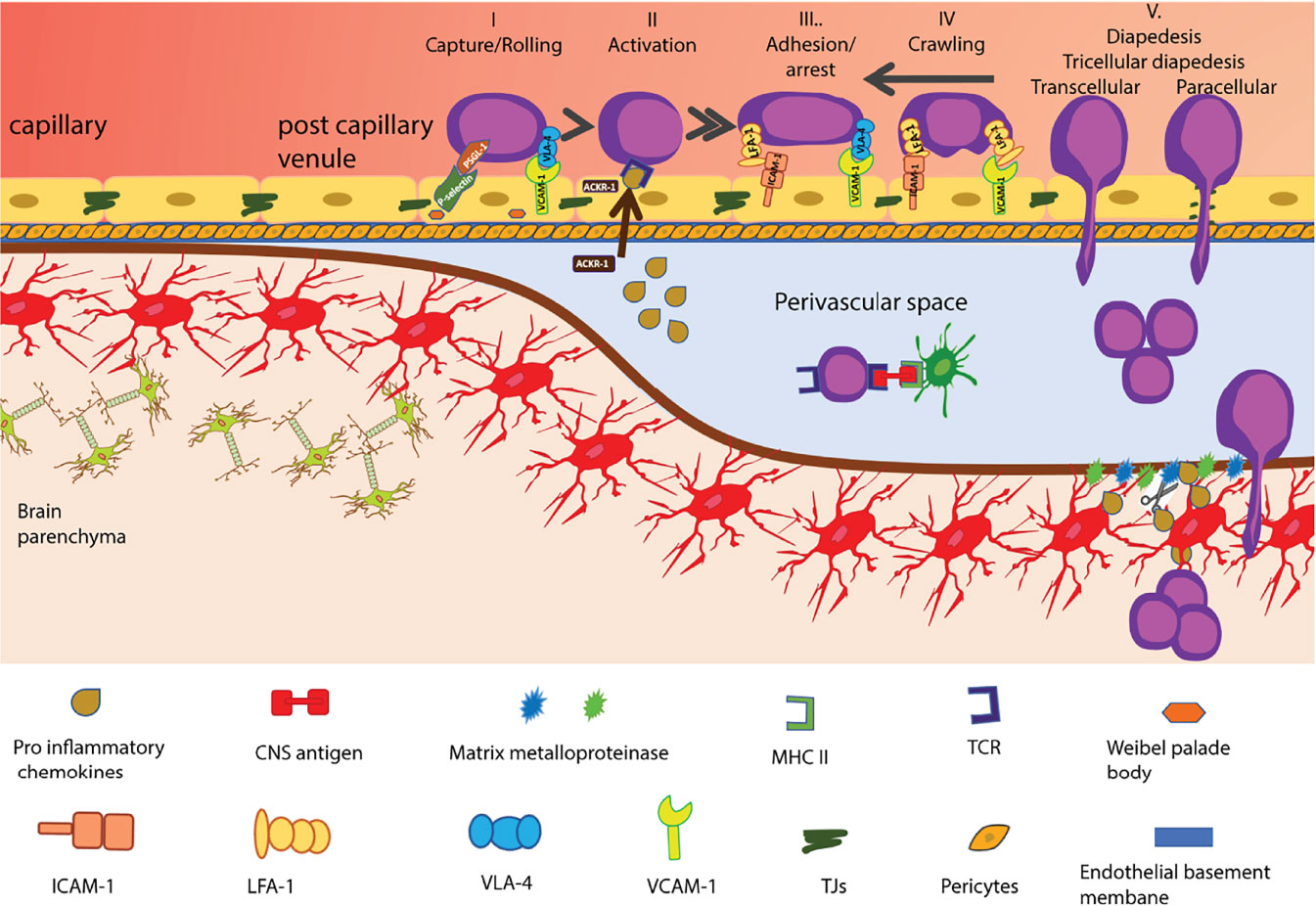 Frontiers How Does The Immune System Enter The Brain