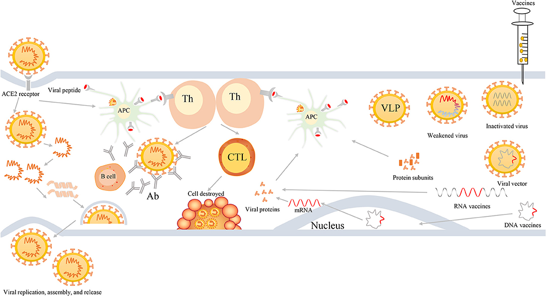 Frontiers | The Variation Of SARS-CoV-2 And Advanced Research On ...