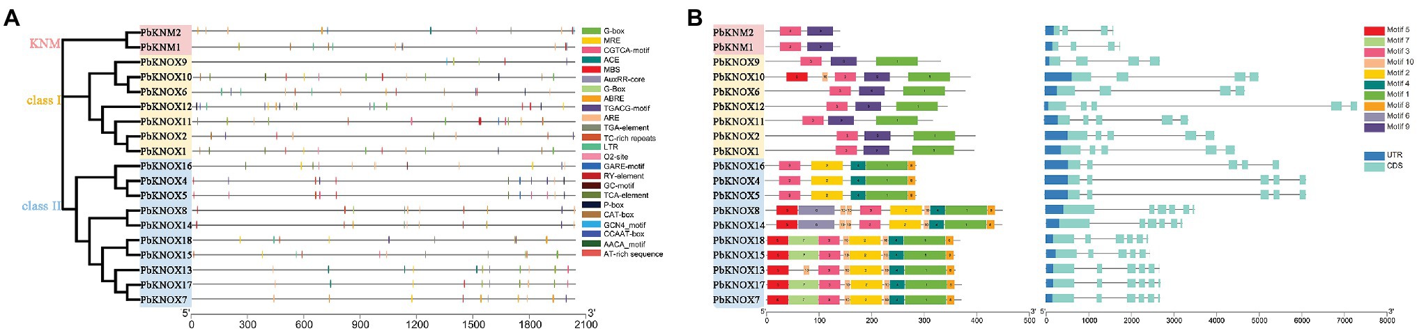 Frontiers | Genome-Wide Analysis of KNOX Transcription Factors and ...