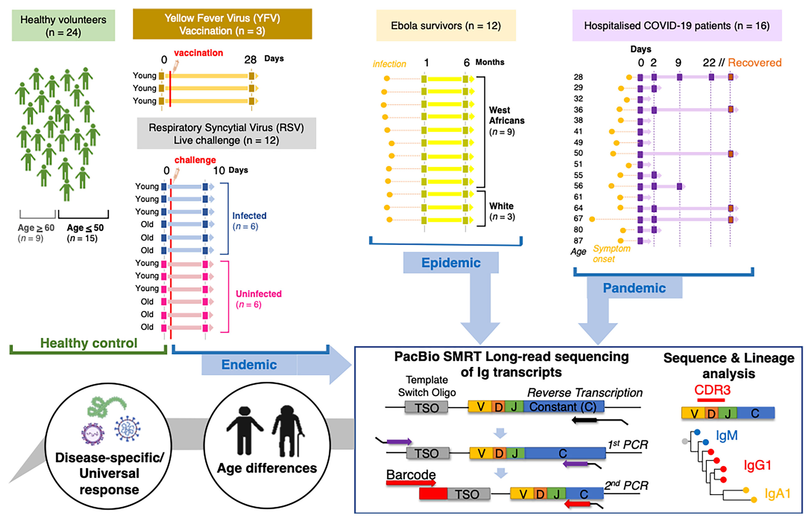 Frontiers Pandemic Epidemic Endemic B Cell Repertoire Analysis 