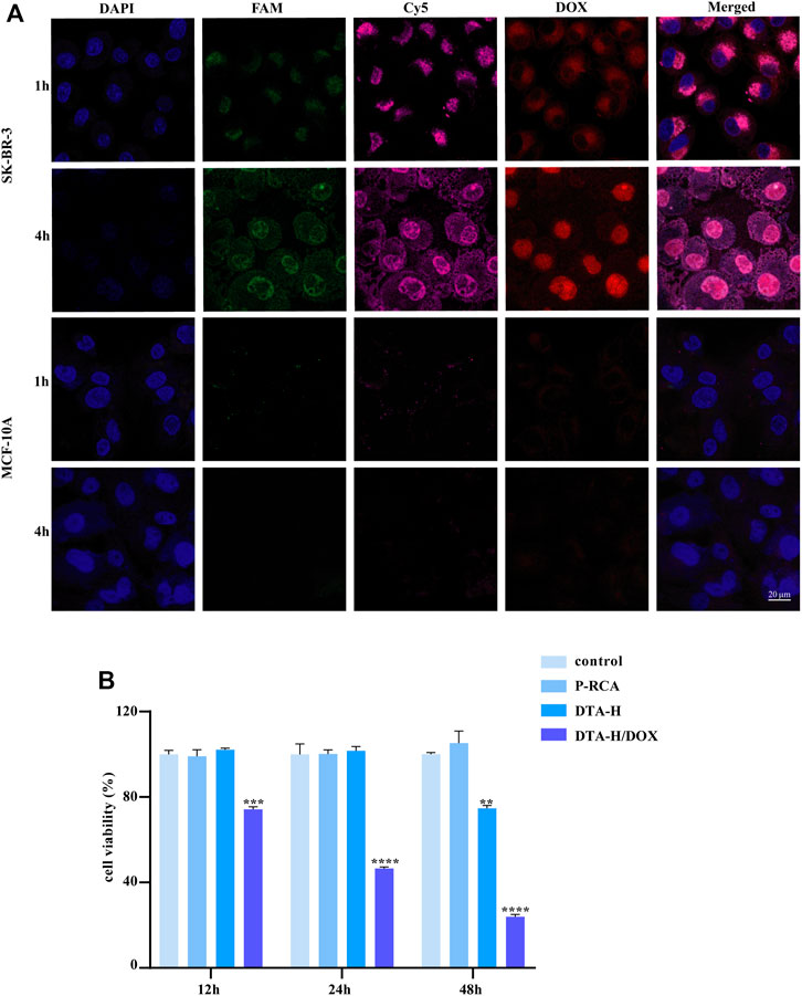 Frontiers | Dual-Targeted Self-Assembled DNA Hydrogels Decorated With ...