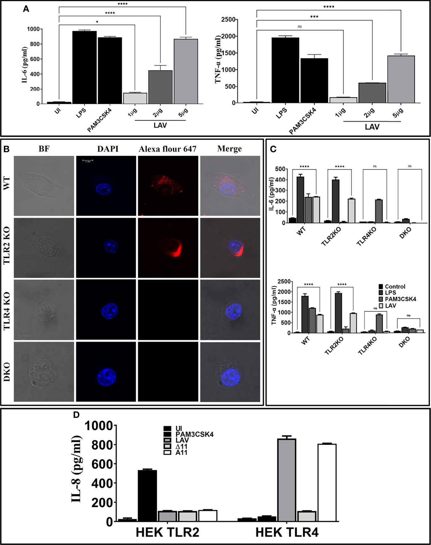 A) Bj protein-dependent TNF-α release. RAW 264.7 cells, in a 24-well