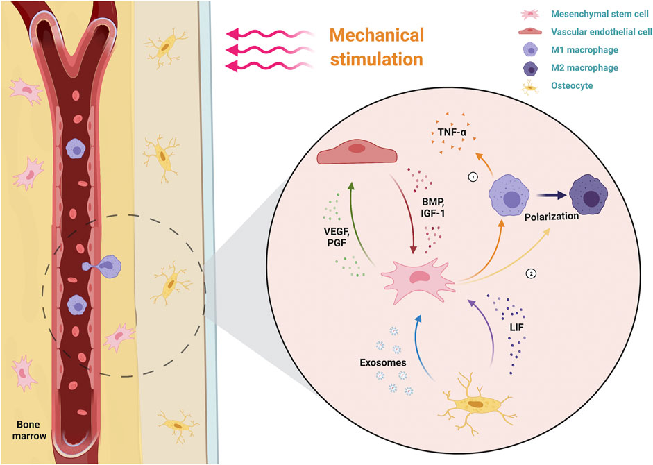 The role of mechanical stimulation in the enhancement of bone