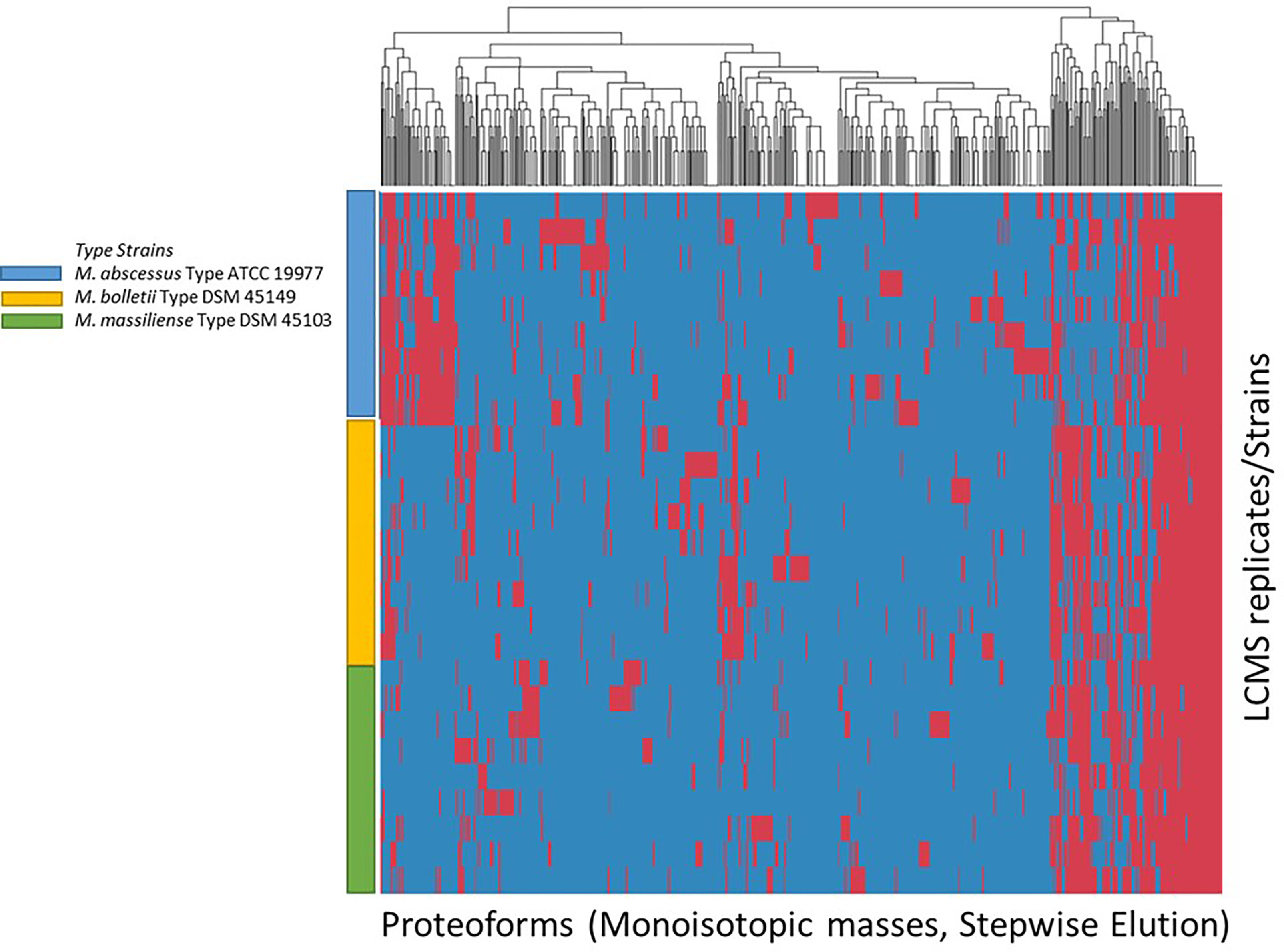 Frontiers | Rapid and Accurate Differentiation of Mycobacteroides ...