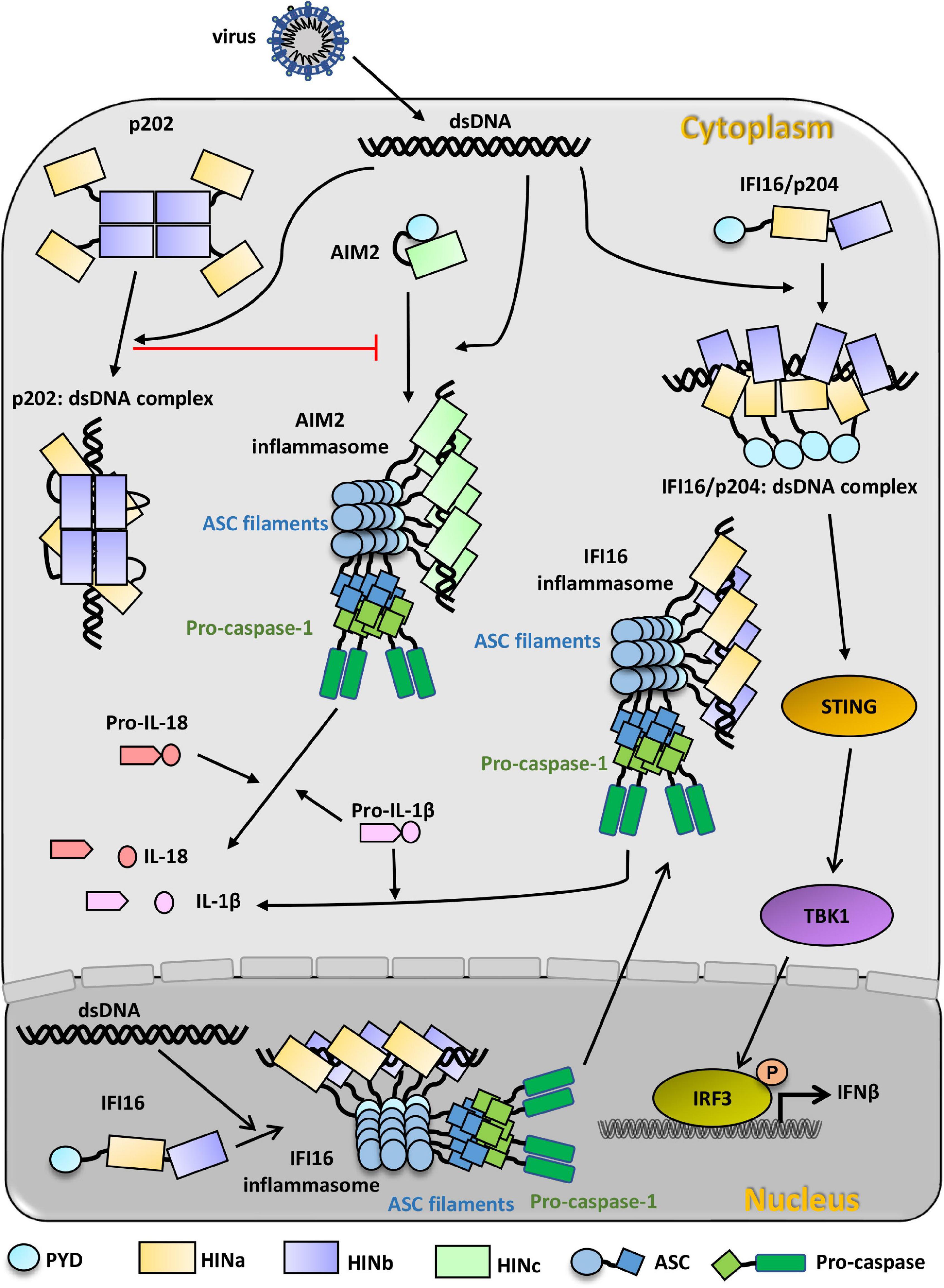 Frontiers | Activation and Immune Regulation Mechanisms of PYHIN 