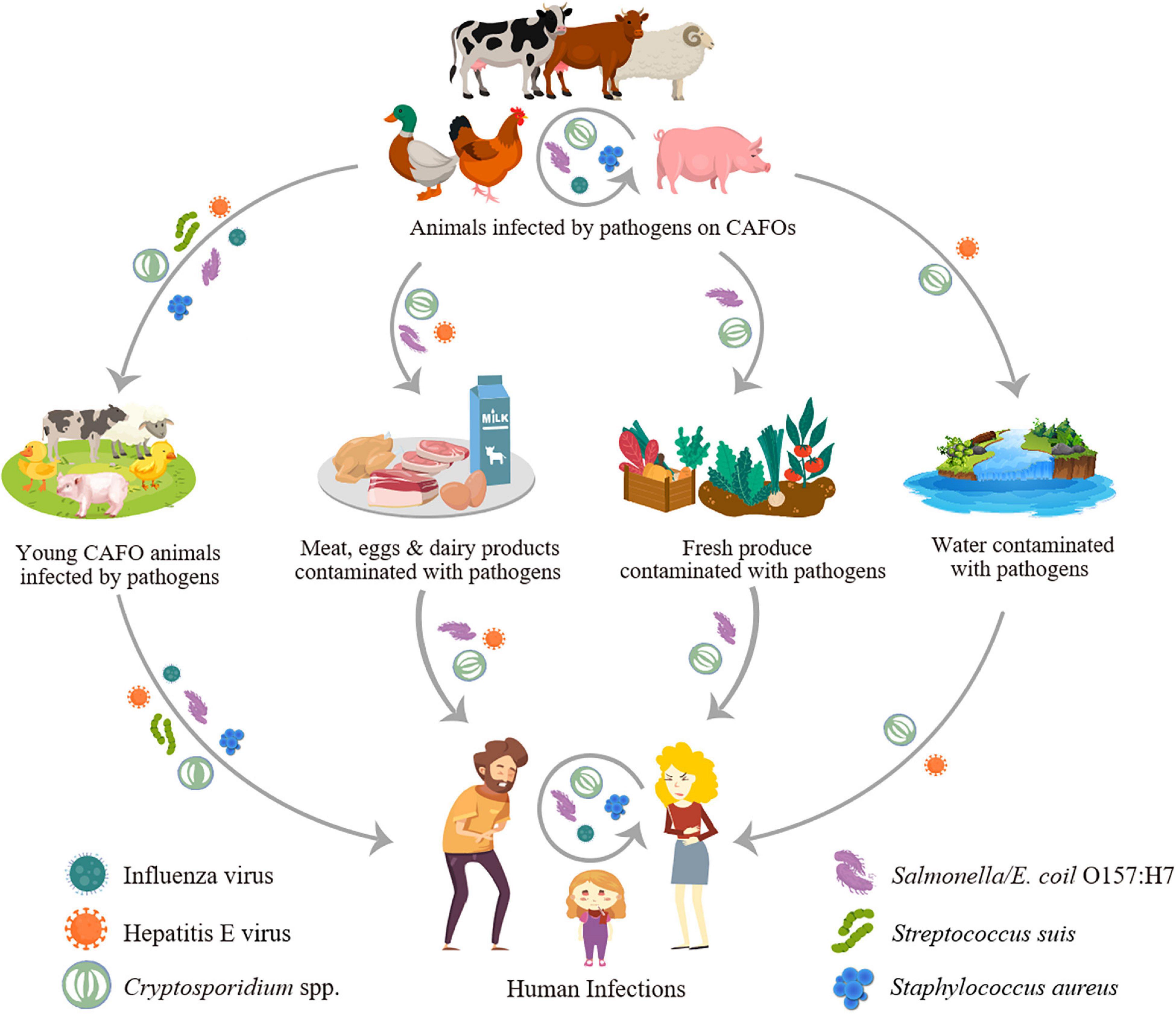 Frontiers Association Of Common Zoonotic Pathogens With Concentrated