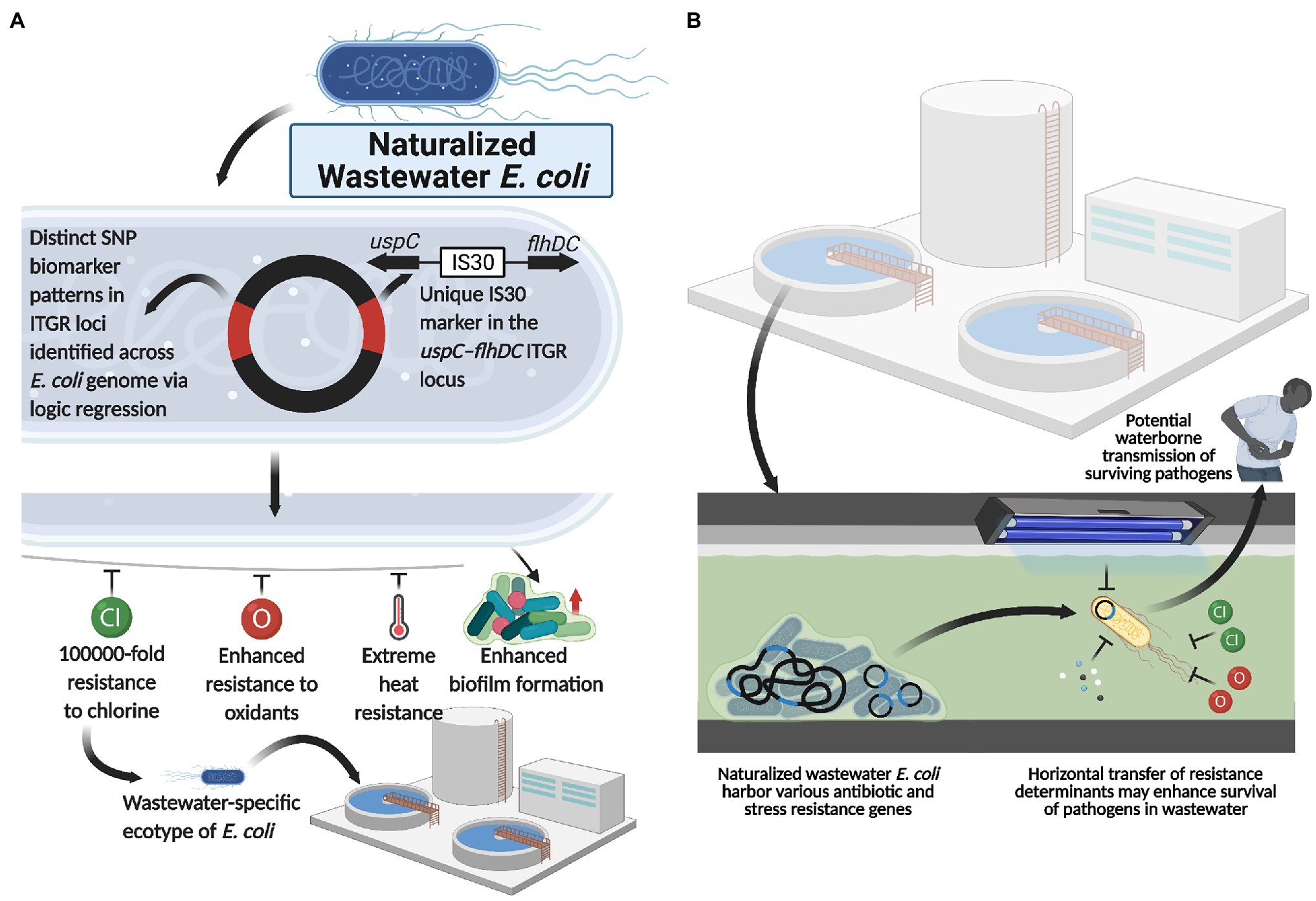 Fishing, trapping and killing of Escherichia coli ( E. coli ) in potable  water - Environmental Science: Water Research & Technology (RSC Publishing)  DOI:10.1039/C6EW00200E