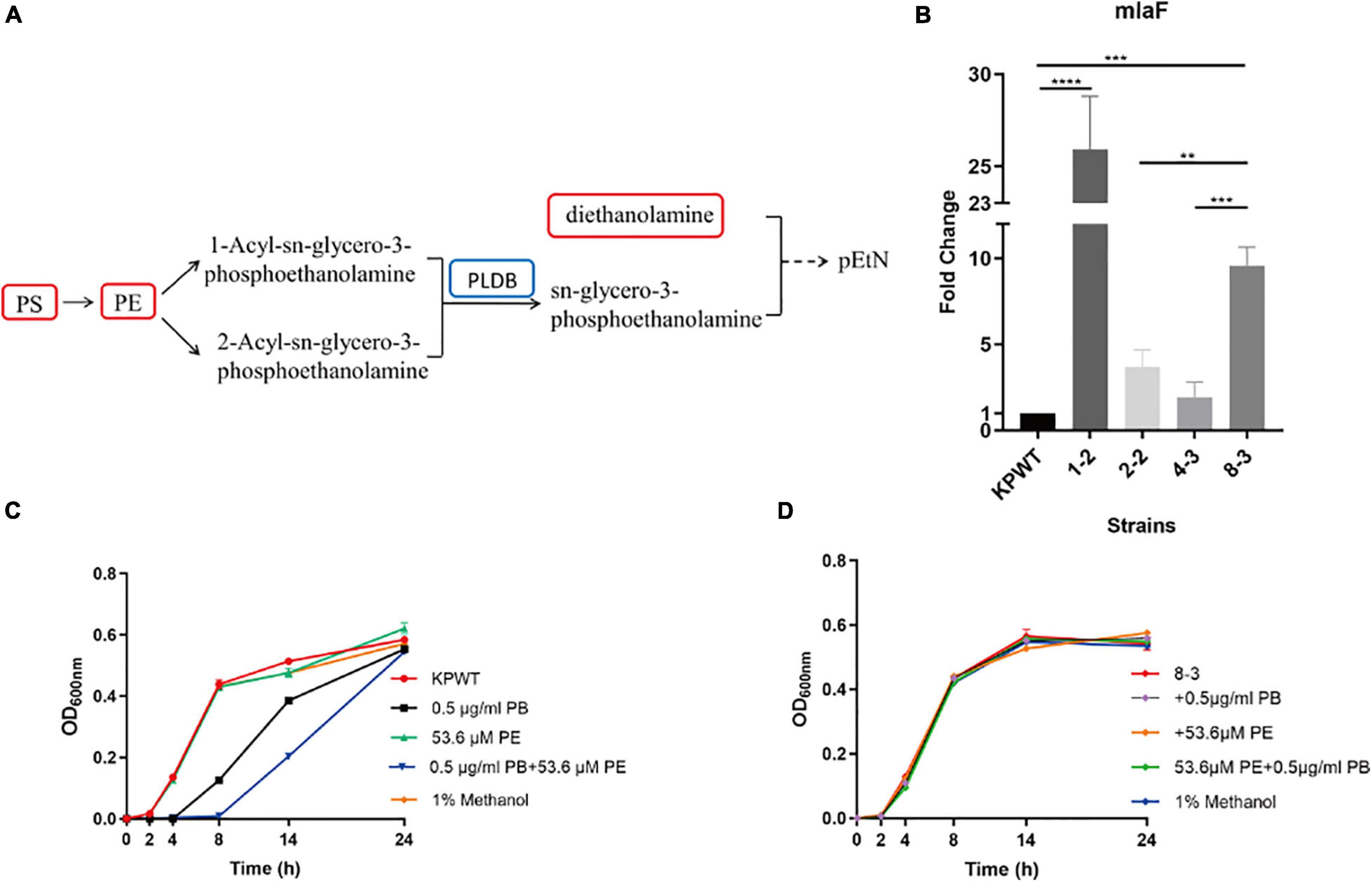 Frontiers | Cell Membrane Remodeling Mediates Polymyxin B Resistance In ...