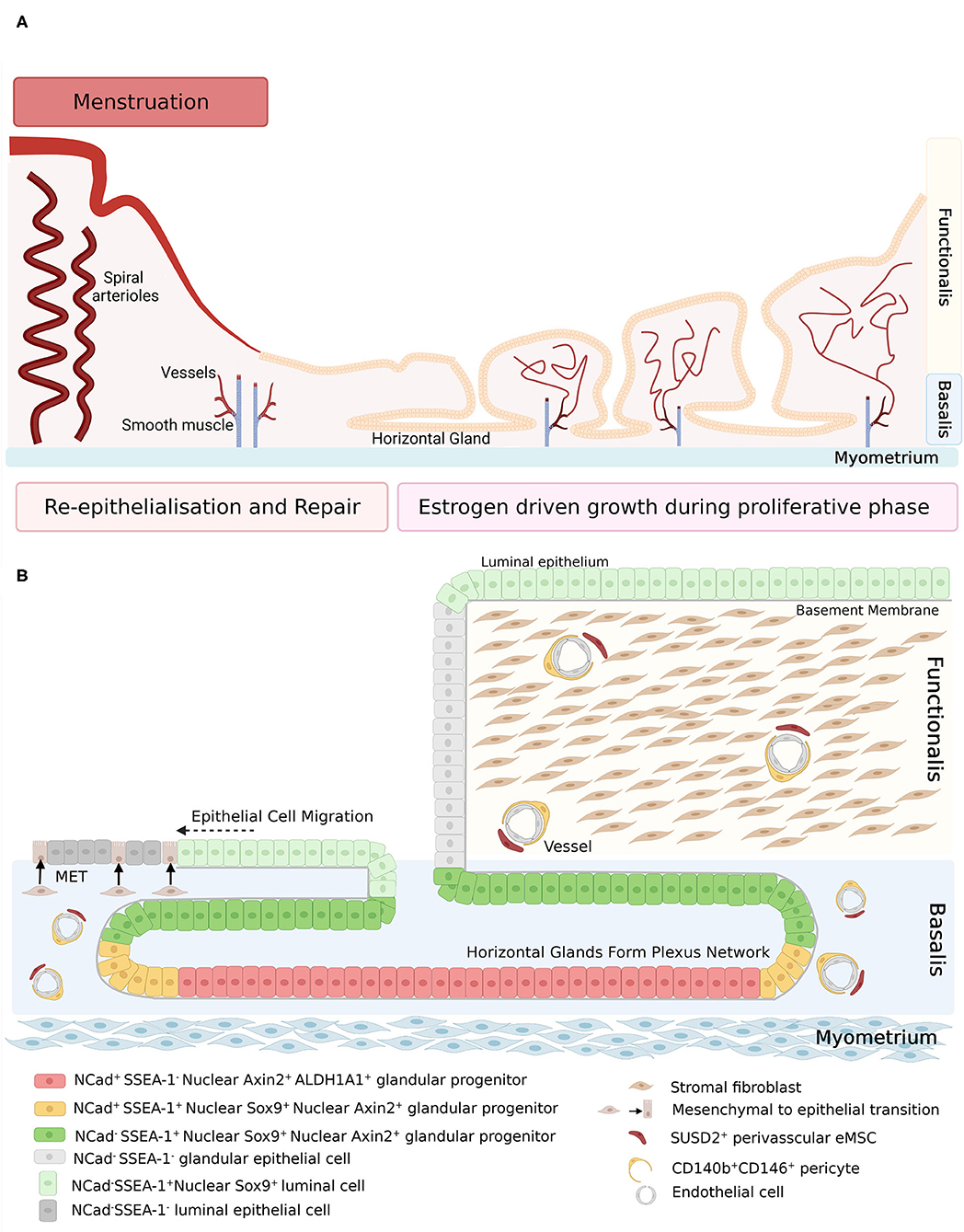 Frontiers Endometrial Stem Progenitor Cells Their Role In Endometrial 