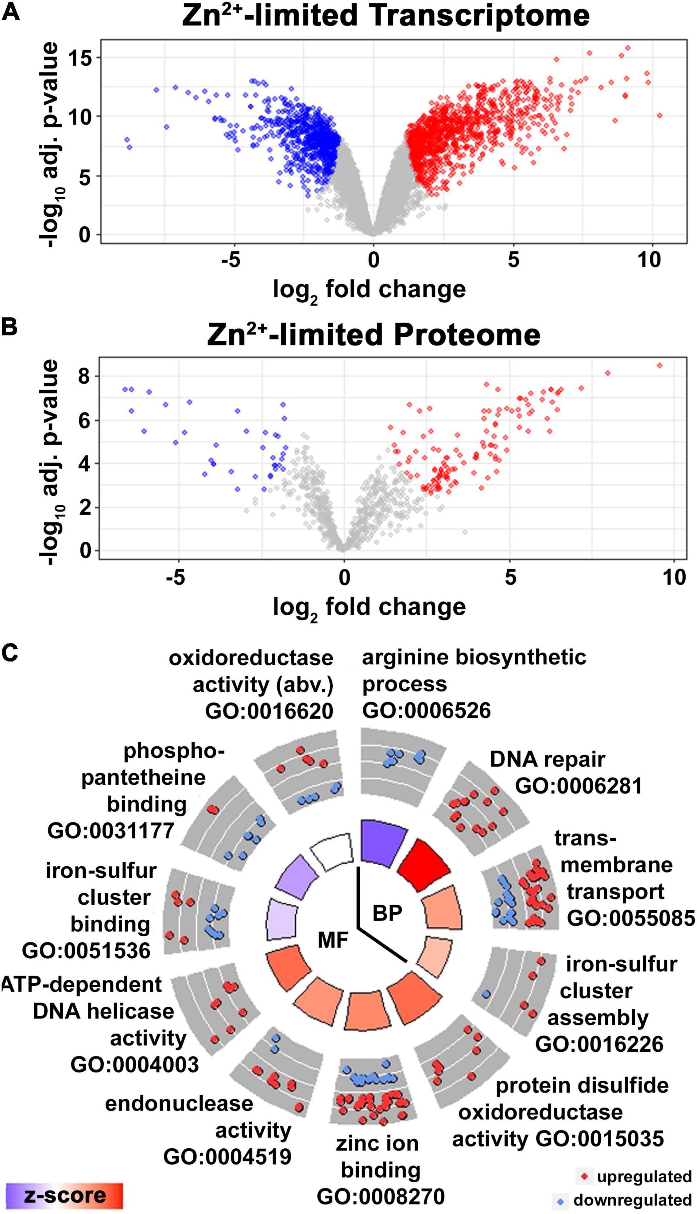 Frontiers Multi Omics Profiling Specifies Involvement Of Alternative Ribosomal Proteins In