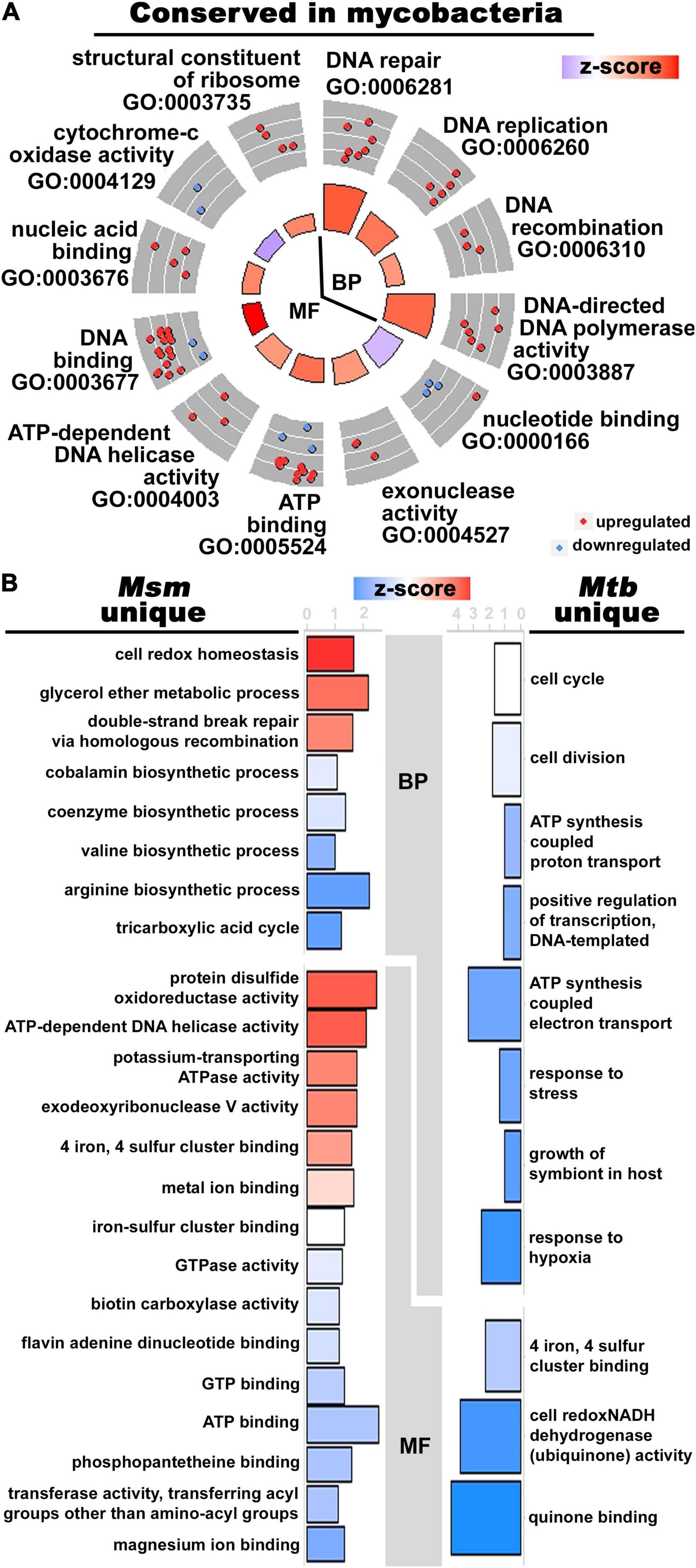 Frontiers Multi Omics Profiling Specifies Involvement Of Alternative Ribosomal Proteins In