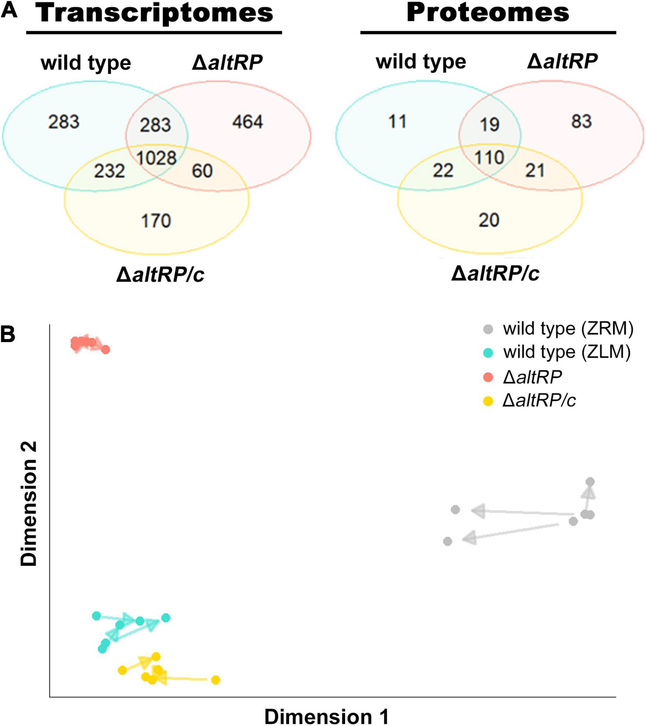 Frontiers Multi Omics Profiling Specifies Involvement Of Alternative Ribosomal Proteins In