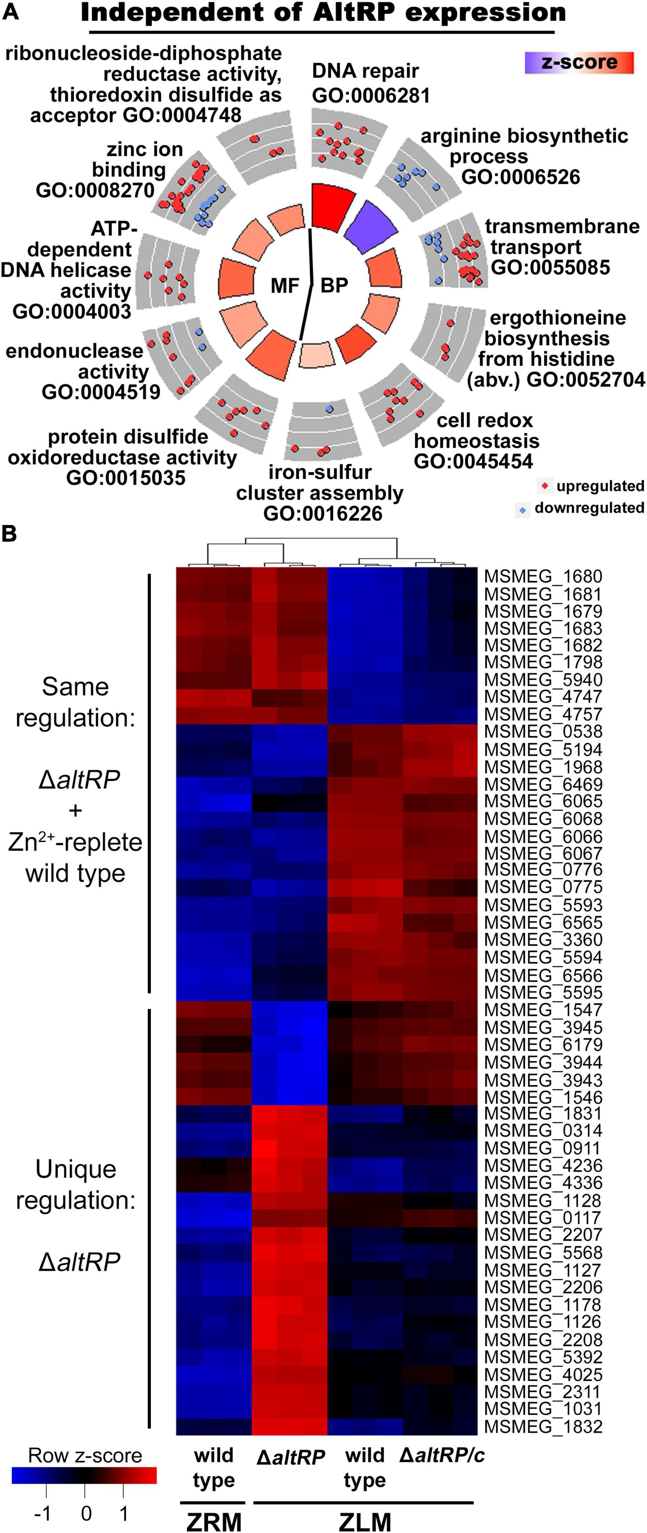 Frontiers Multi Omics Profiling Specifies Involvement Of Alternative Ribosomal Proteins In