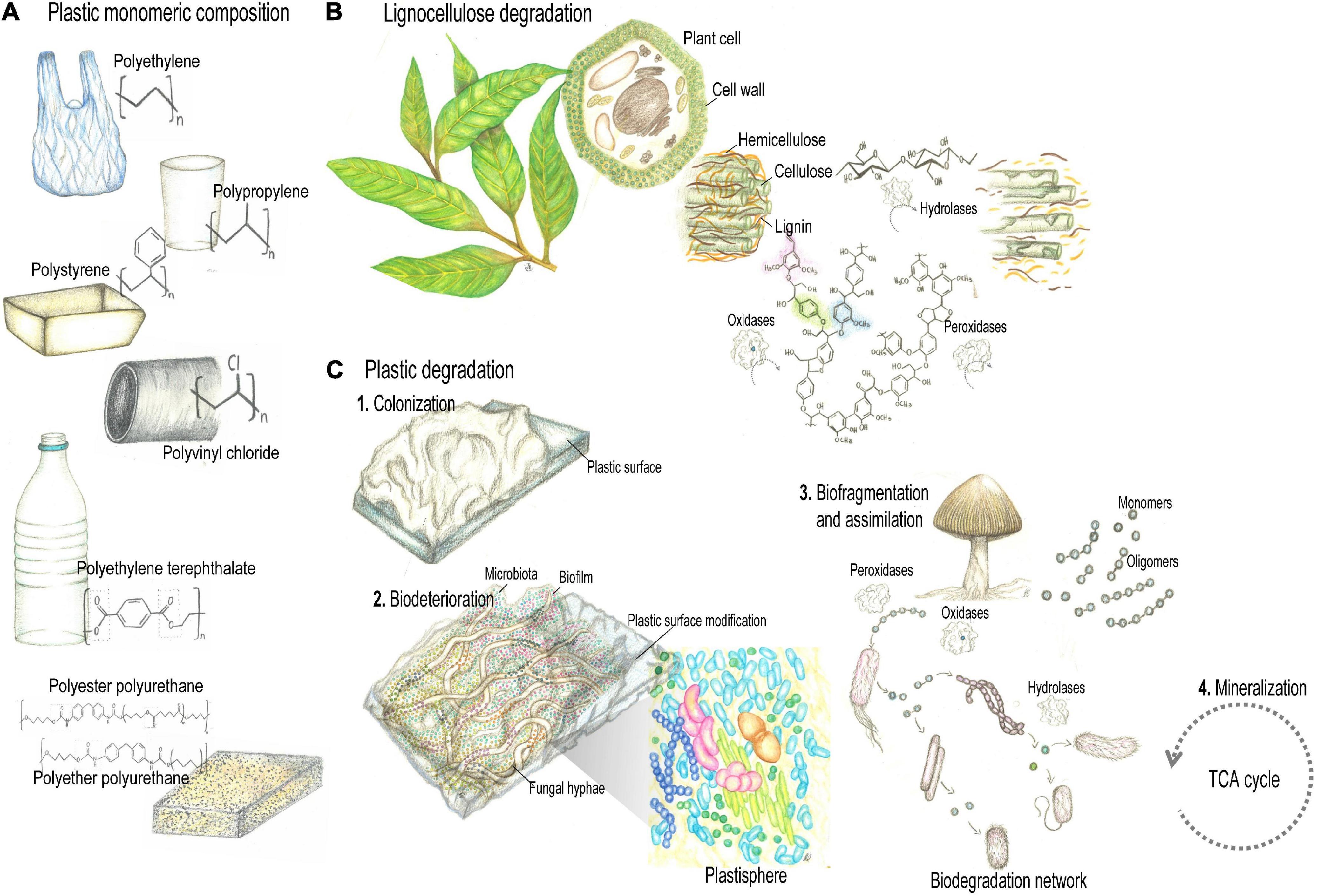 Frontiers | Lessons Plastics Degradation From Microbial Fungiculture: Ecology Insect to From