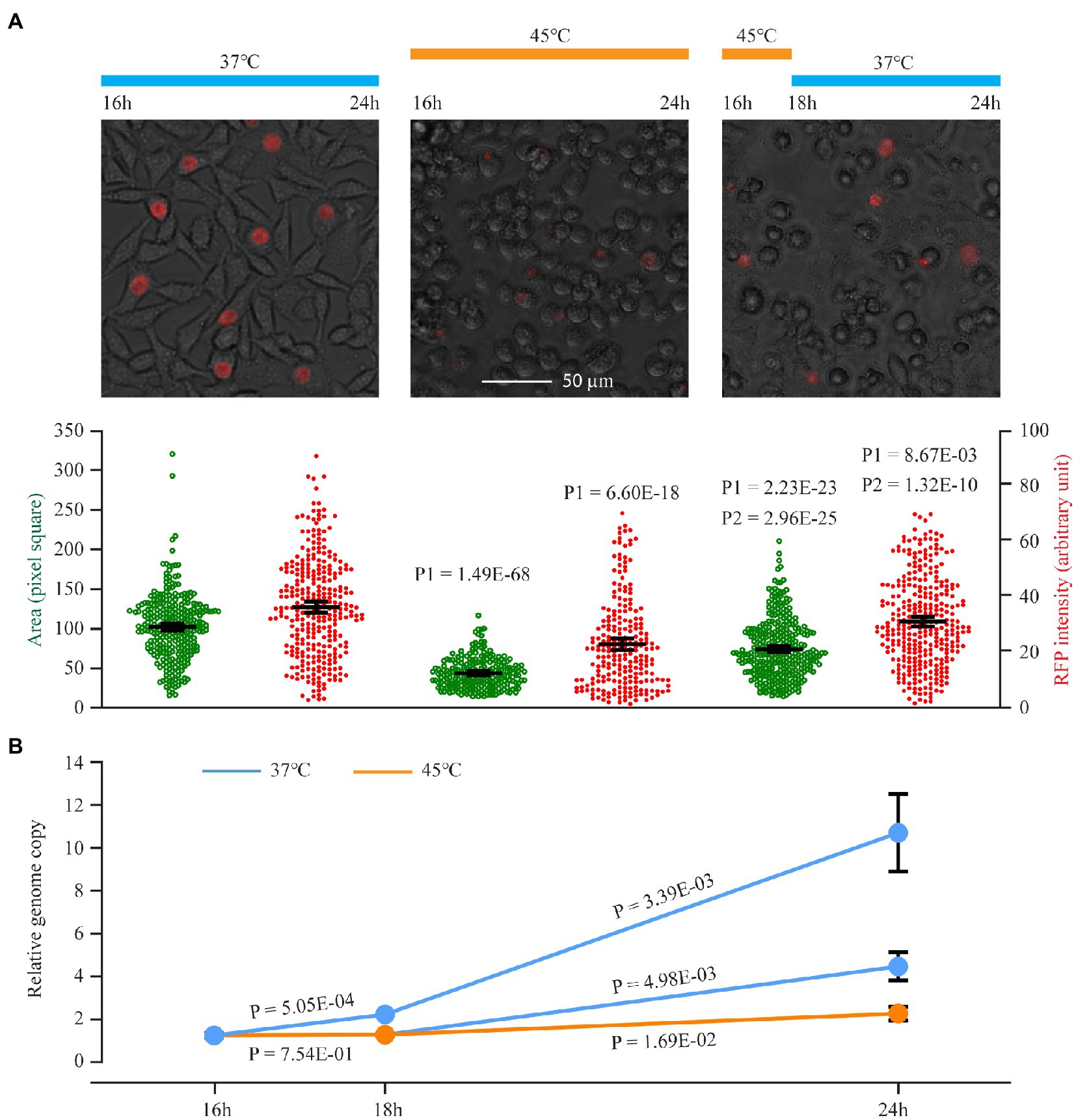 Frontiers | Robust Heat Shock Response in Chlamydia Lacking a