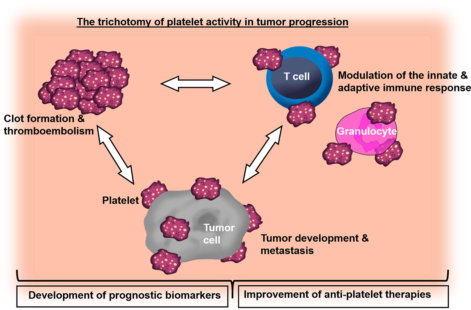 Frontiers Editorial The Role Of Platelets In Cancer Progression And Malignancy 5306