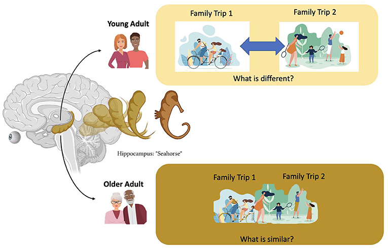 图3——海马体的方式有助于记忆的变化随着人年龄的增长。