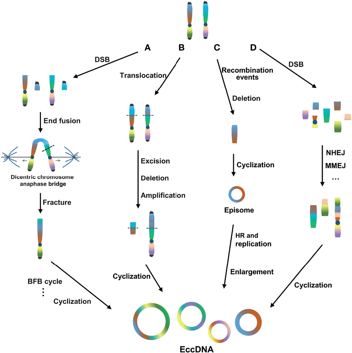 Frontiers | Extrachromosomal Circular DNA: A New Target In Cancer