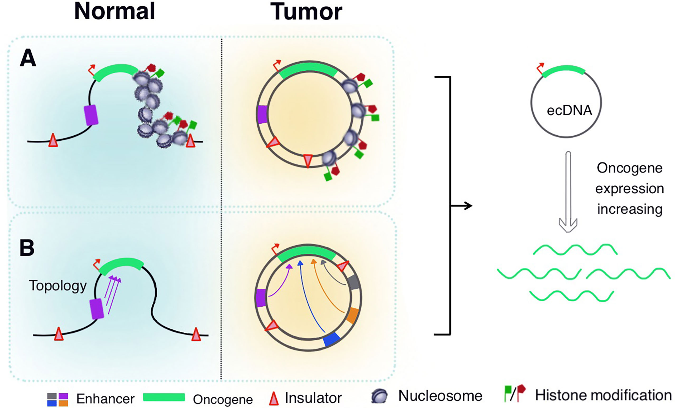 Frontiers | Extrachromosomal Circular DNA: A New Target In Cancer