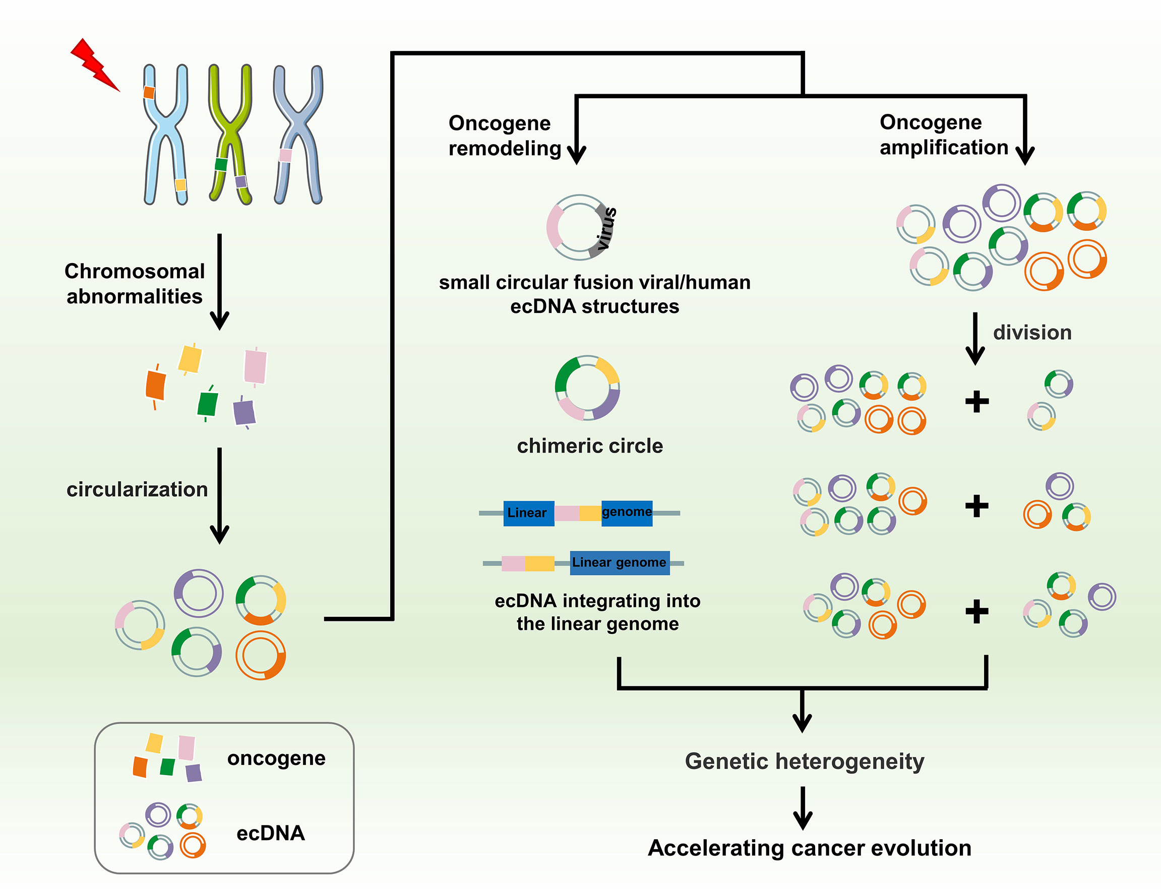 Frontiers | Extrachromosomal Circular DNA: A New Target In Cancer