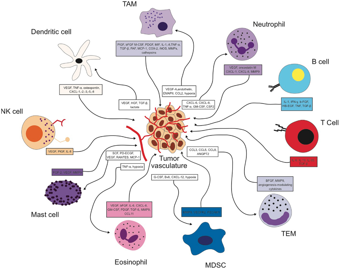 The Importance Of Cancer Cells In Tumours