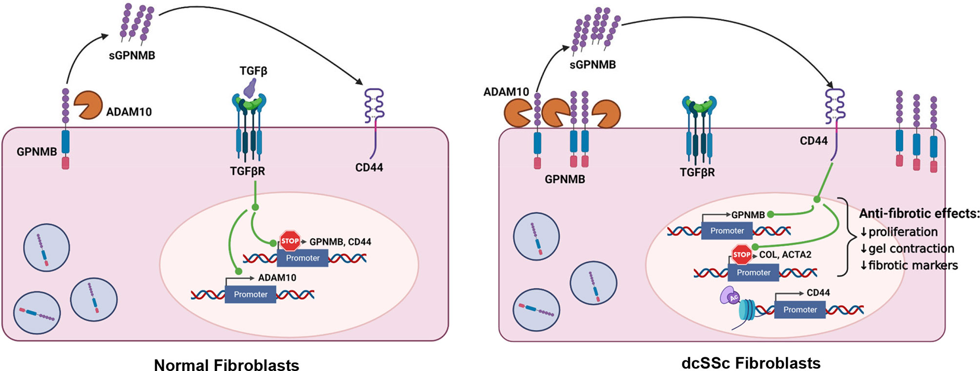 Frontiers | Functional Characterization Of Glycoprotein Nonmetastatic ...