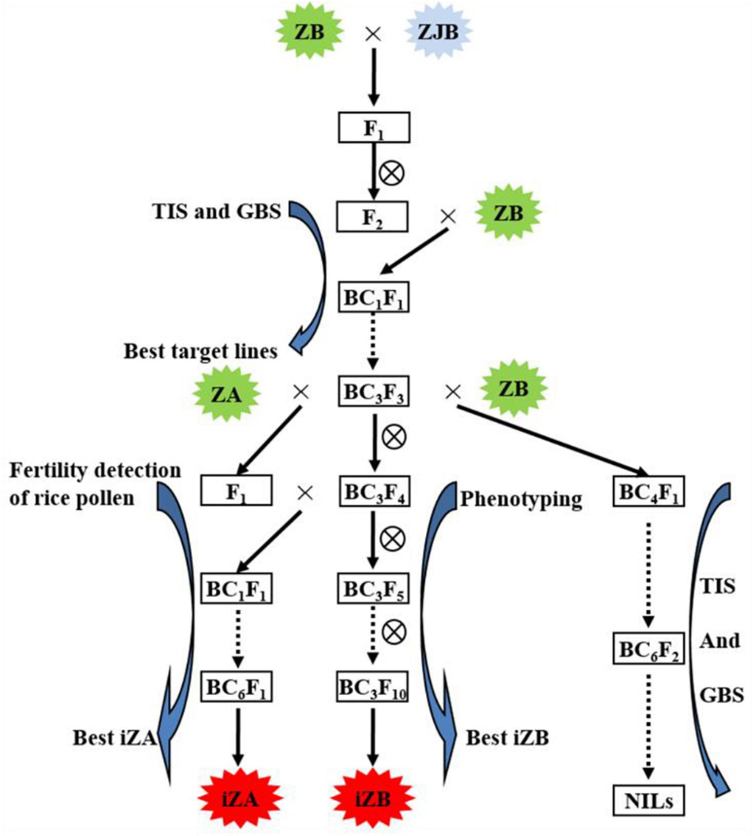 Frontiers  Identification and Pleiotropic Effect Analysis of GSE5 on Rice  Chalkiness and Grain Shape