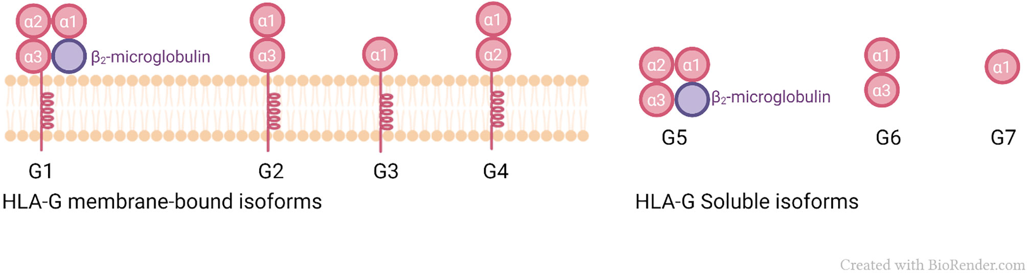 Frontiers  HLA-G and the MHC Cusp Theory