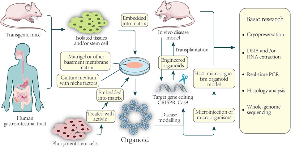 Frontiers  Cancer organoid applications to investigate