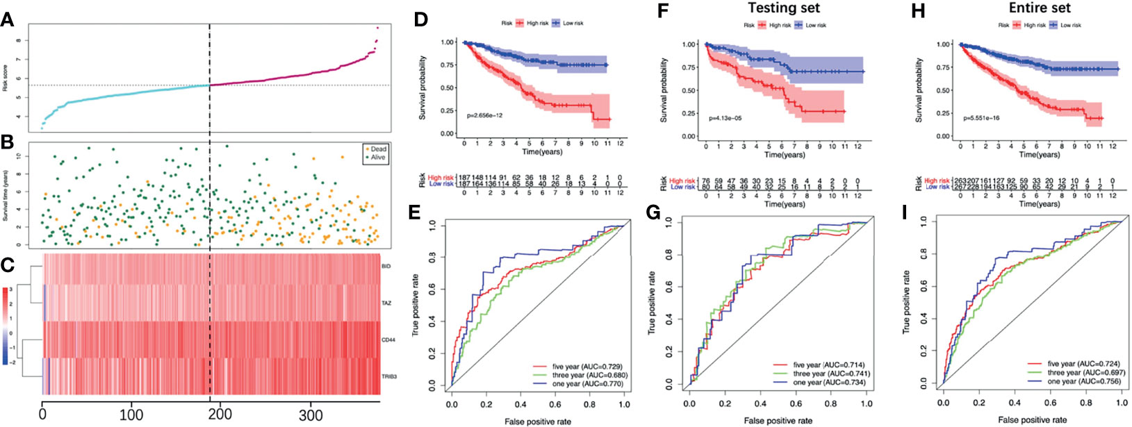 Frontiers | A Ferroptosis-Related Genes Model Allows for Prognosis and ...