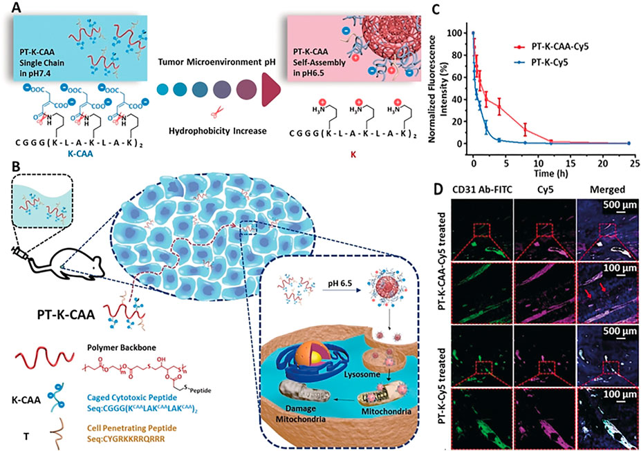 Frontiers Supramolecular Nanomedicines Of In Situ Self Assembling Peptides Chemistry