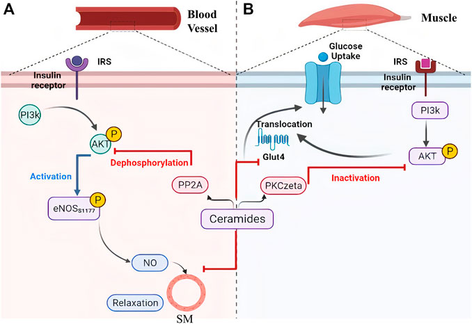 Frontiers Role Of Ceramides In The Molecular Pathogenesis And