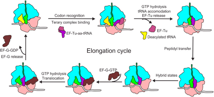 Frontiers Functions And Regulation Of Translation Elongation Factors