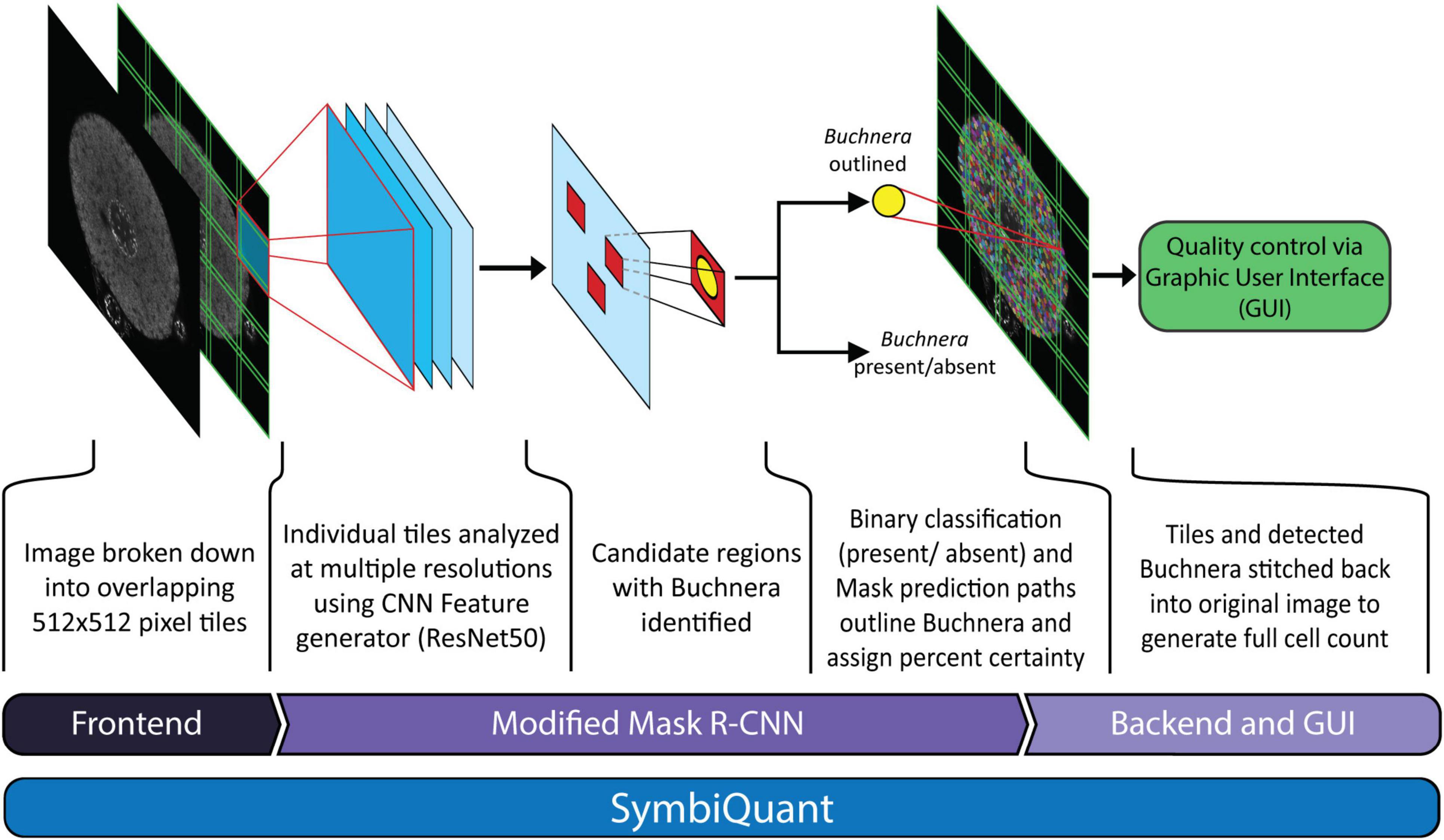 Frontiers | SymbiQuant: A Machine Learning Object Detection Tool ...