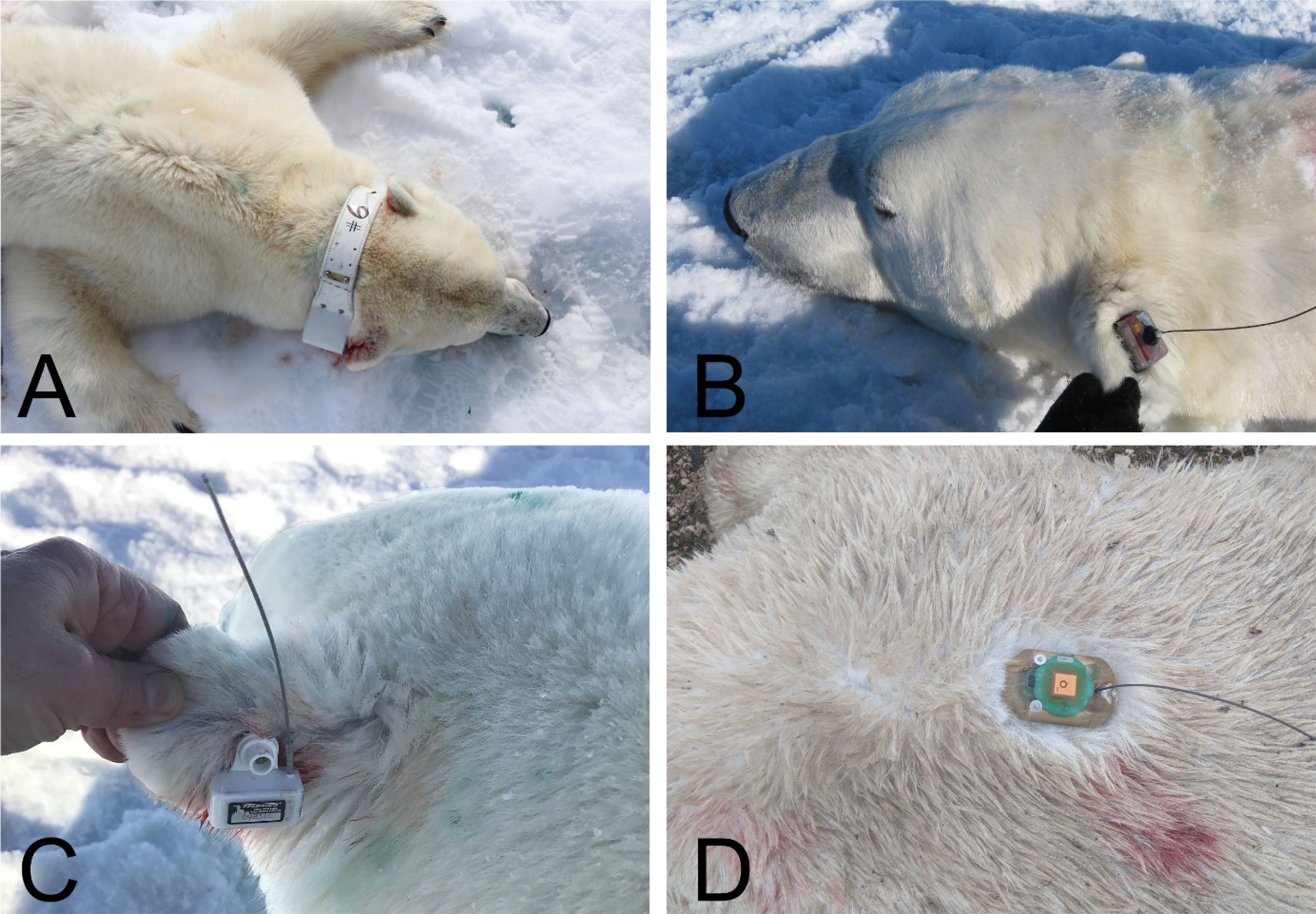 Frontiers  The Role of Satellite Telemetry Data in 21st Century  Conservation of Polar Bears (Ursus maritimus)
