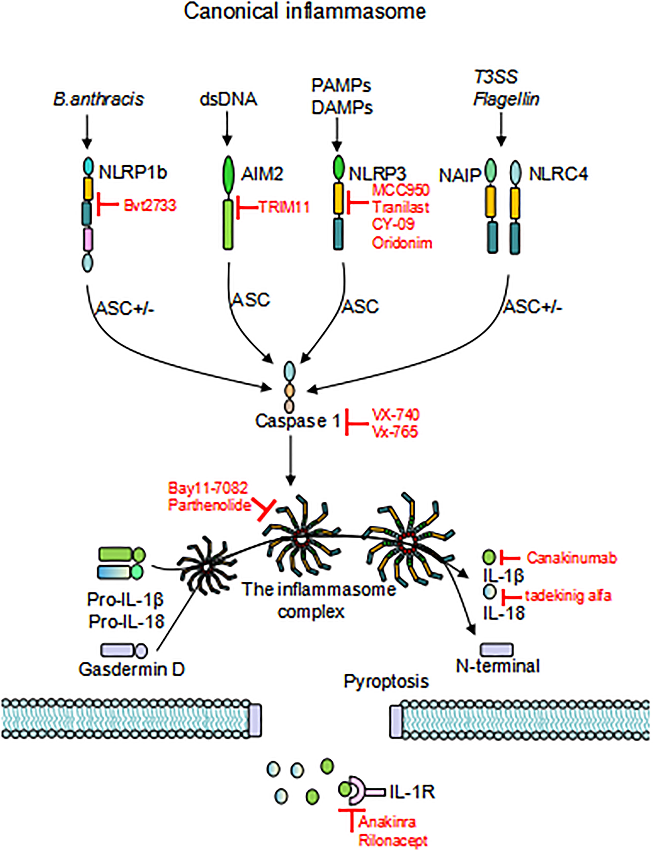 Frontiers Inflammasome and Its Therapeutic Targeting in Rheumatoid