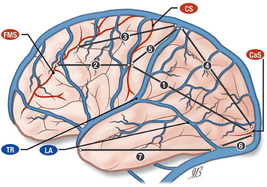 Superior cerebral veins - Wikipedia